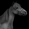 wishing4ahorse
